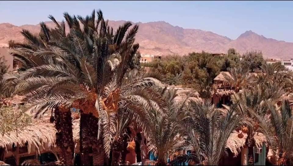 Villa A5Ena House à Dahab Extérieur photo